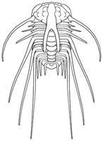 Dicranurus hamatus