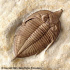 Huntonia Specimen, From The Marley Collection, Collected and Prepared by Robert Carroll