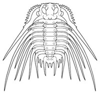Kettneraspis williamsi