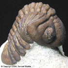 Reedops Specimen From The Stubbs Colection, Collected in The Haragan Formation and Prepared by Robert Carroll